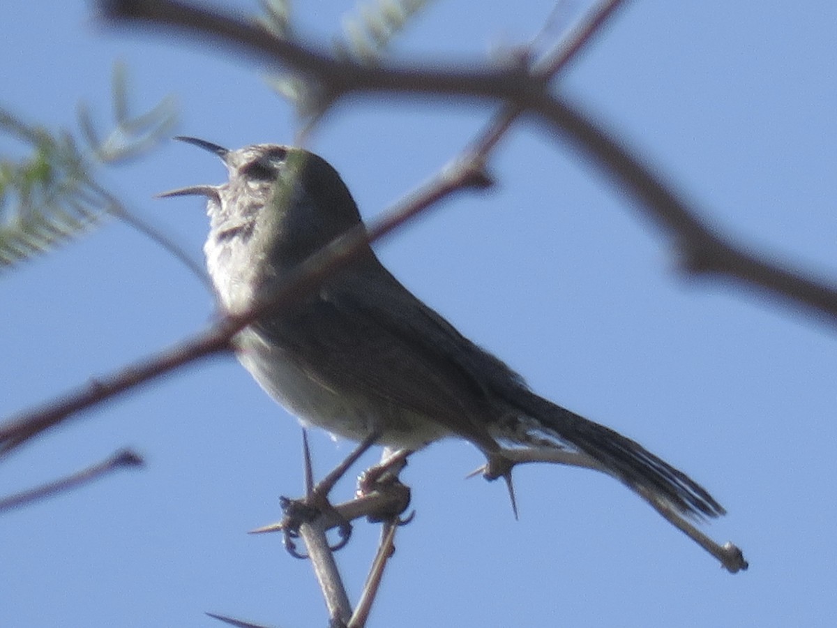 Bewick's Wren - ML637136200