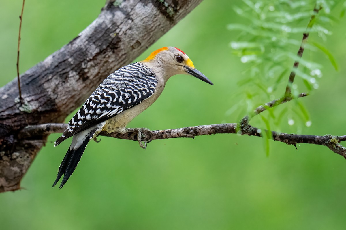 Golden-fronted Woodpecker - ML637136202