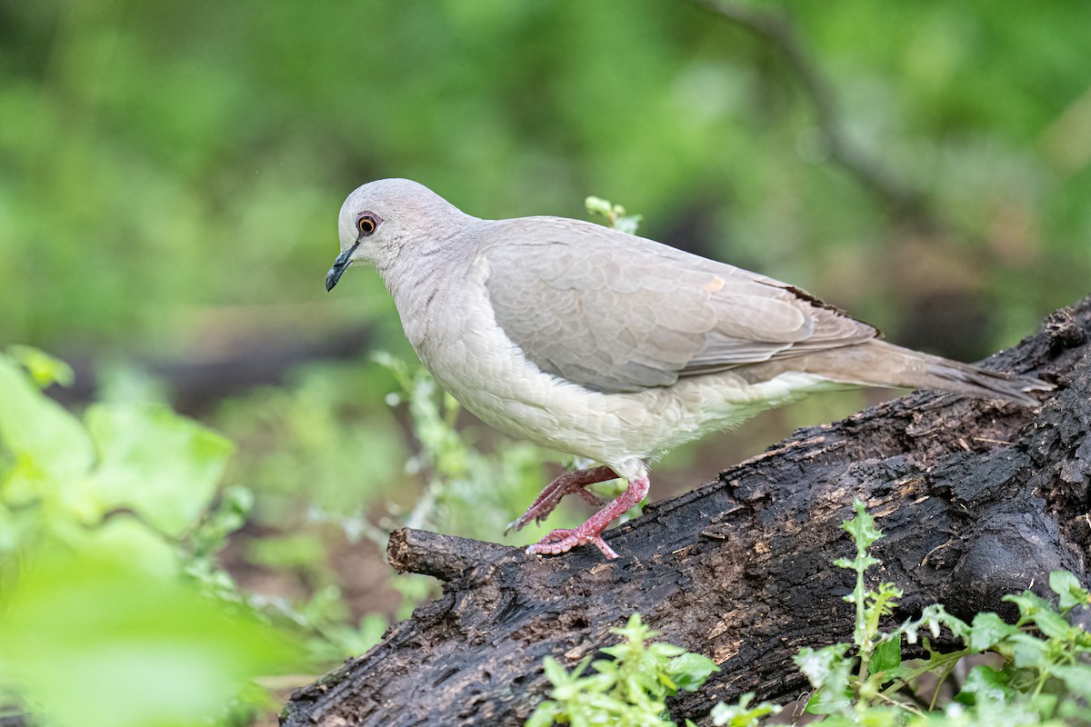 White-tipped Dove - ML637136241
