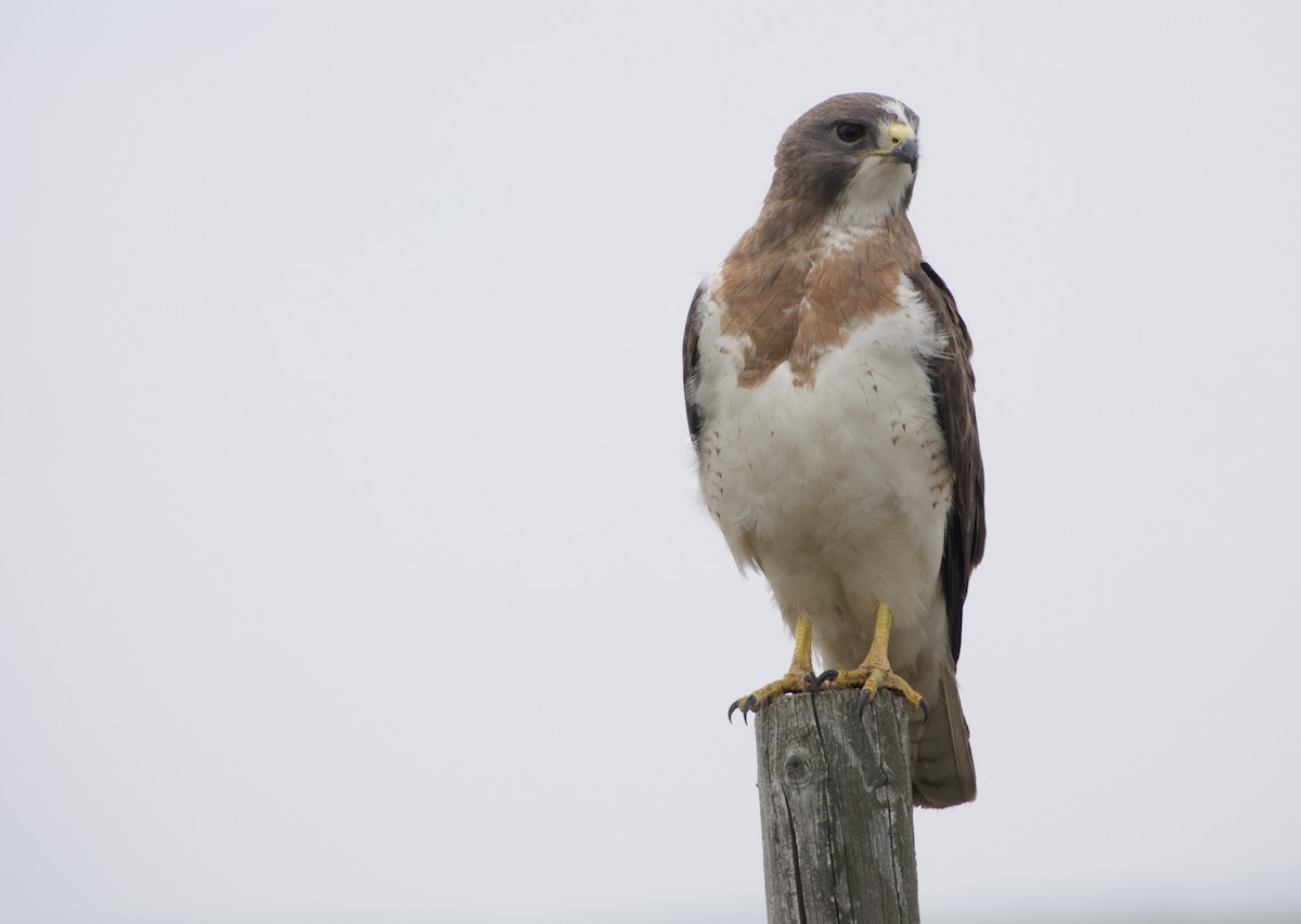 Swainson's Hawk - ML637136248