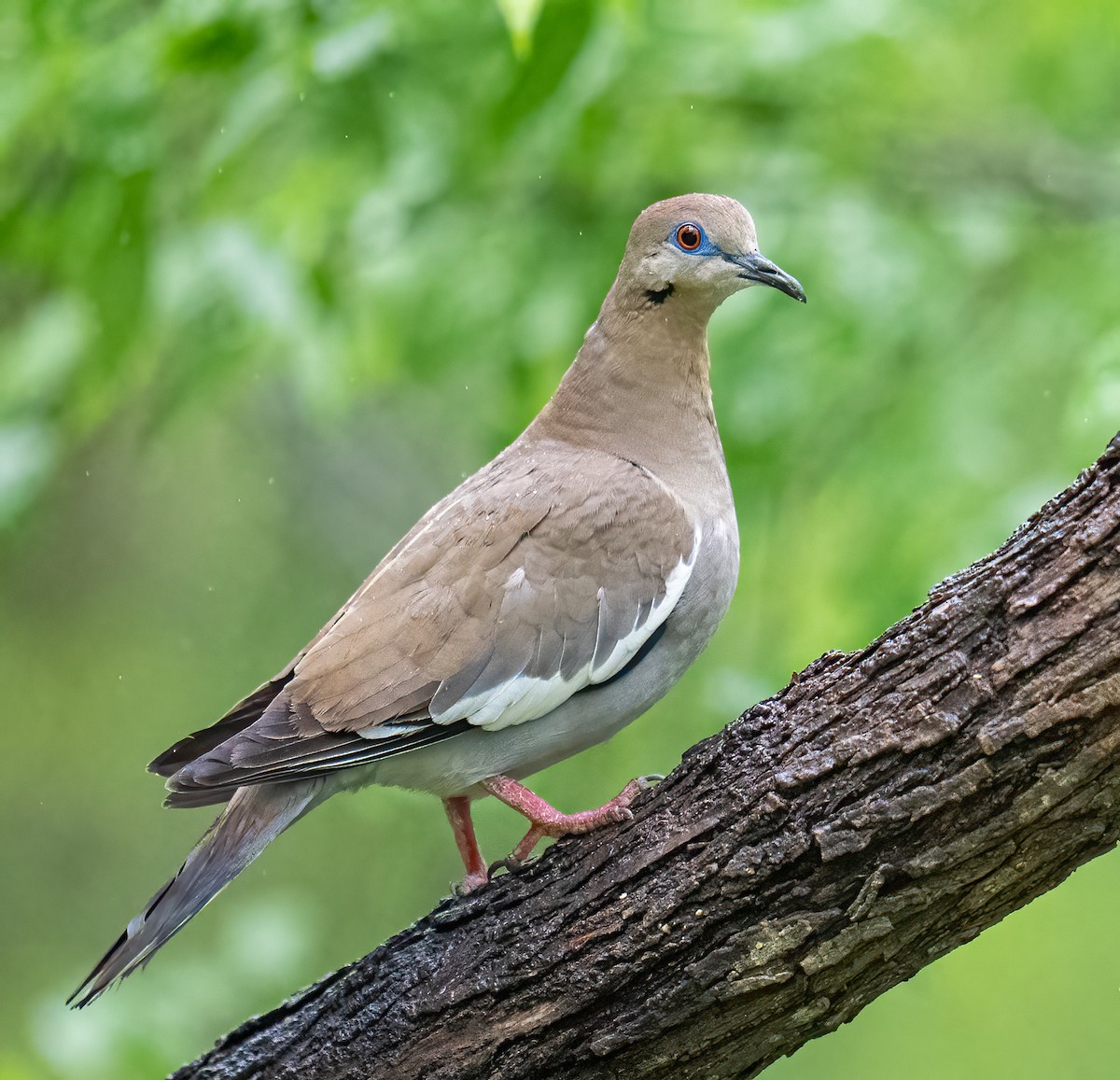 White-winged Dove - ML637136256