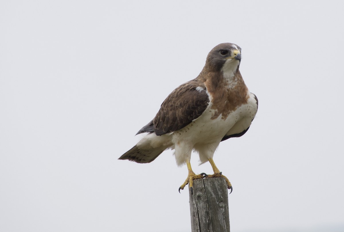 Swainson's Hawk - ML637136274