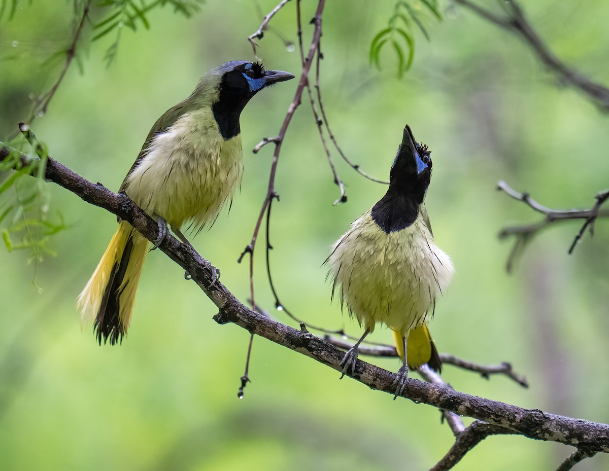 Green Jay - ML637136278