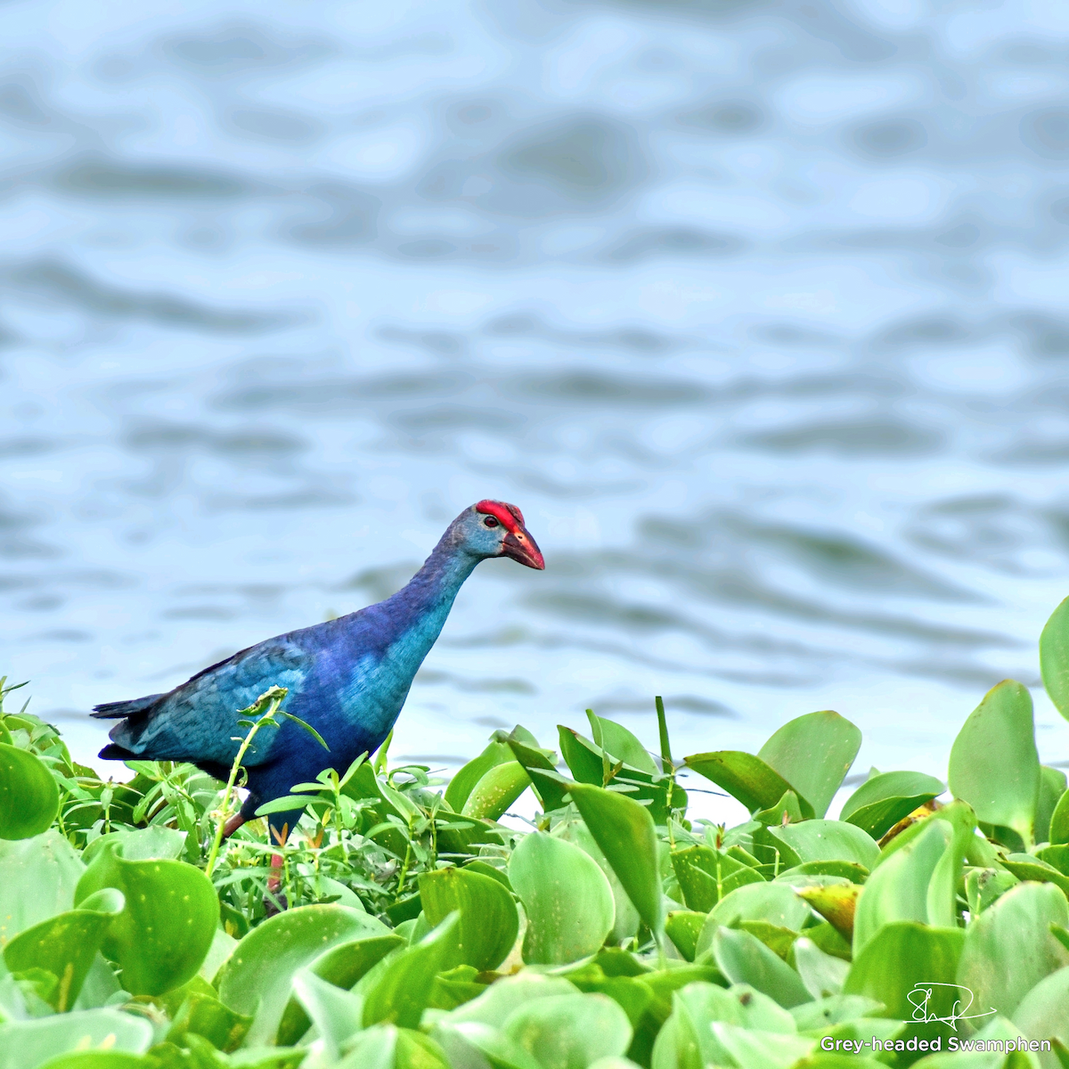 灰頭紫水雞 - ML637136287