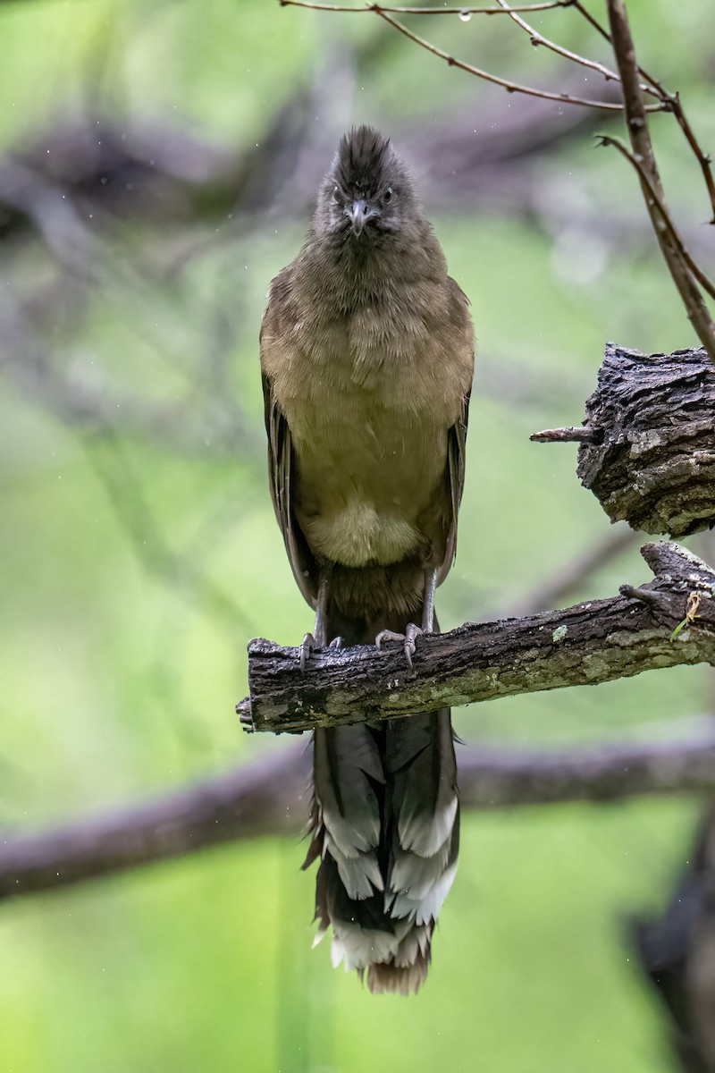 Plain Chachalaca - ML637136302