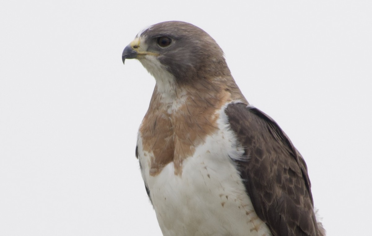 Swainson's Hawk - ML637136308
