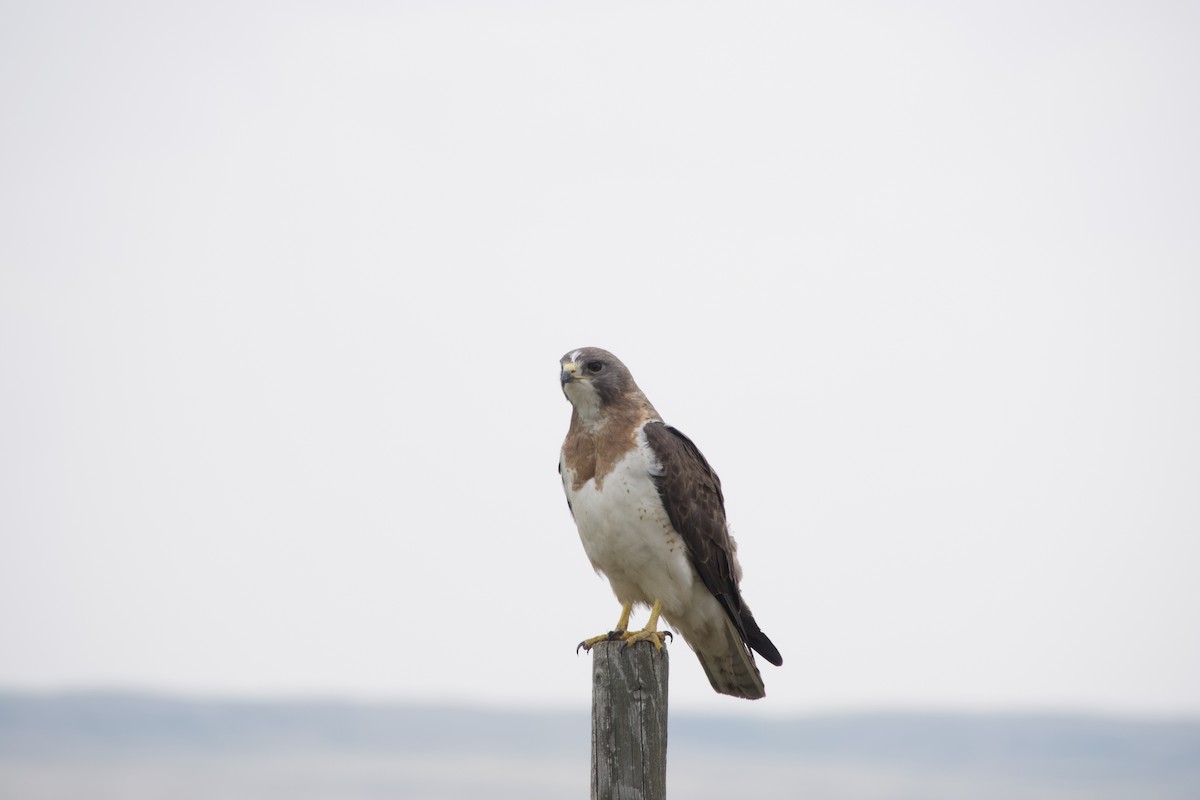 Swainson's Hawk - ML637136322