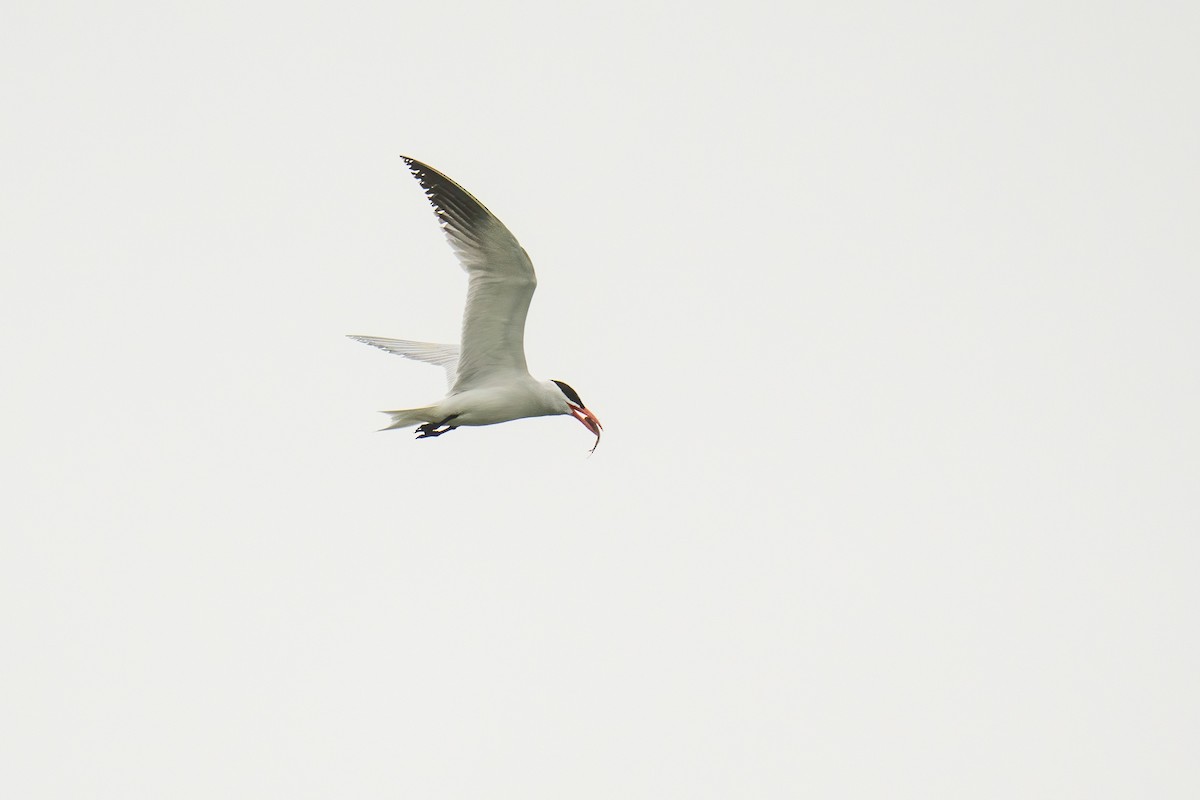 Caspian Tern - ML637136323