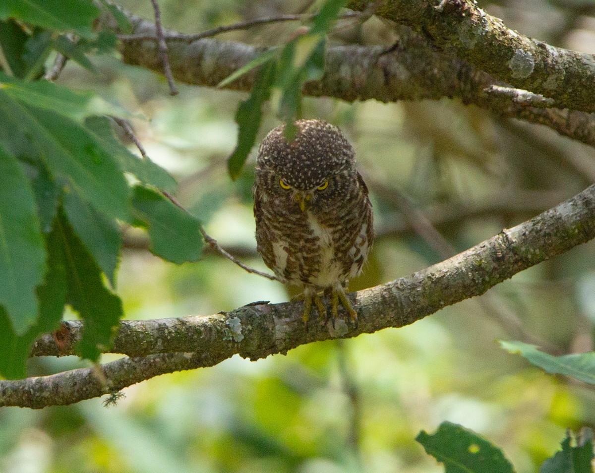 Collared Owlet - ML637136343