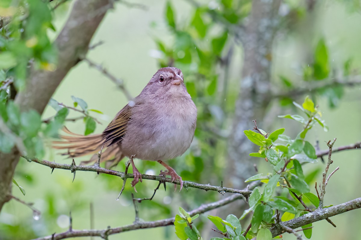 Olive Sparrow - ML637136360