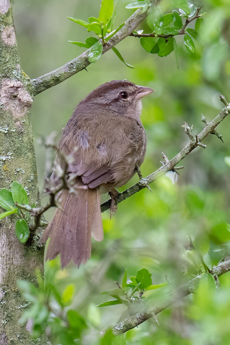 Olive Sparrow - ML637136361