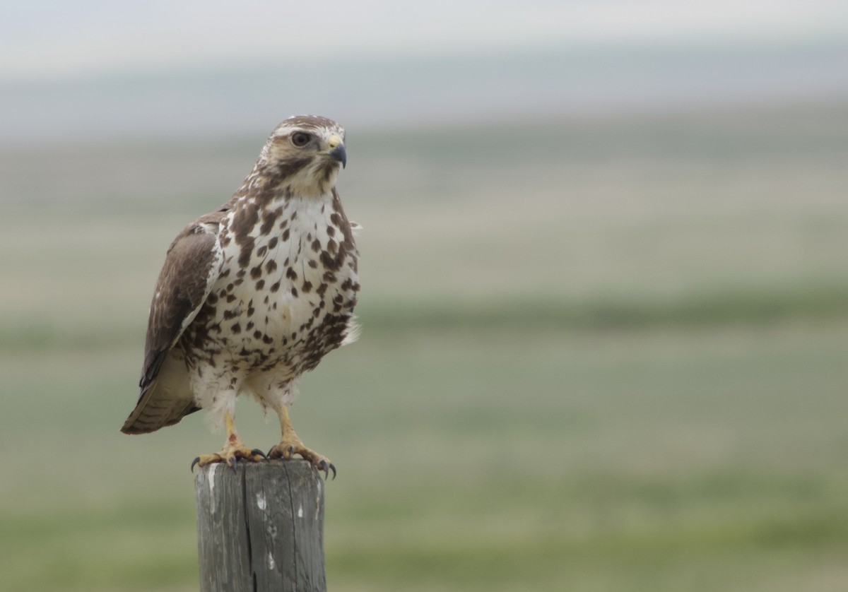 Swainson's Hawk - ML637136384