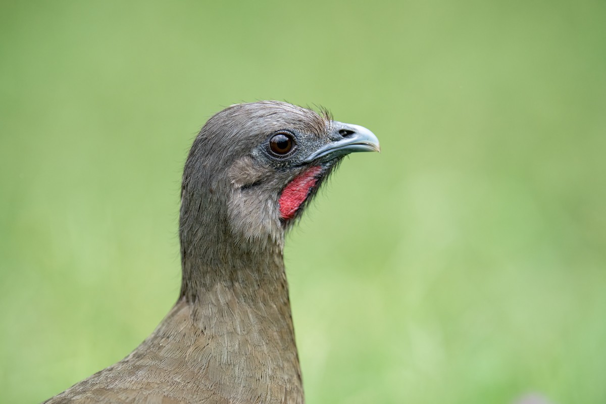Plain Chachalaca - ML637136387