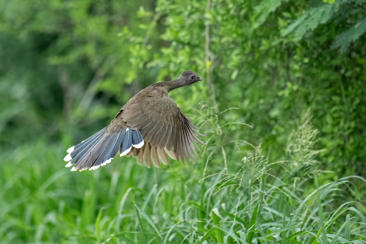 Plain Chachalaca - ML637136388