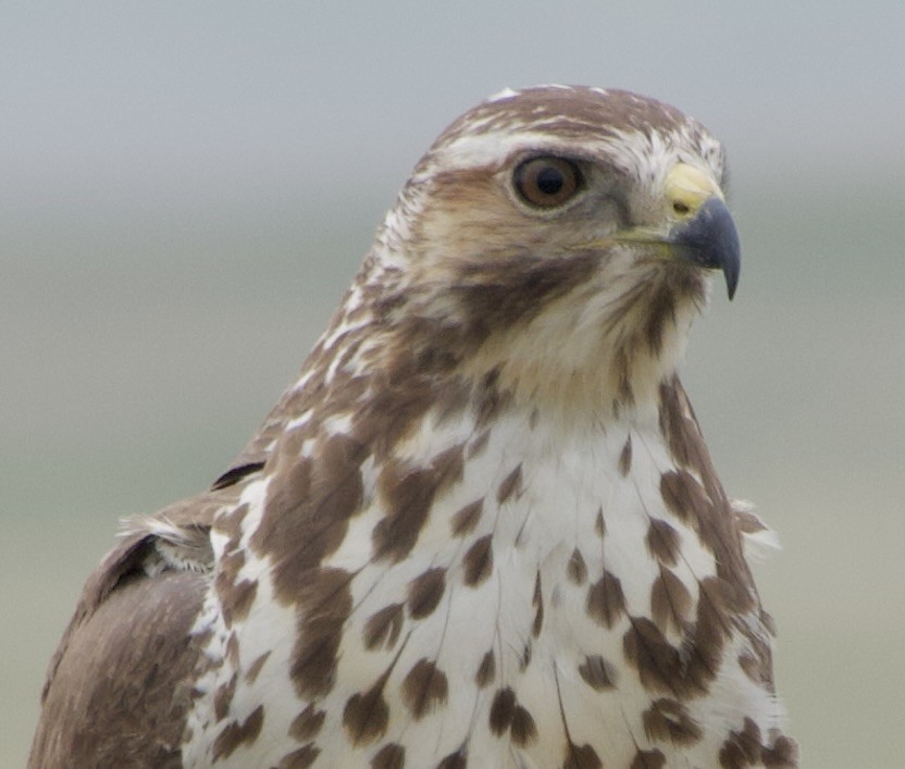 Swainson's Hawk - ML637136416