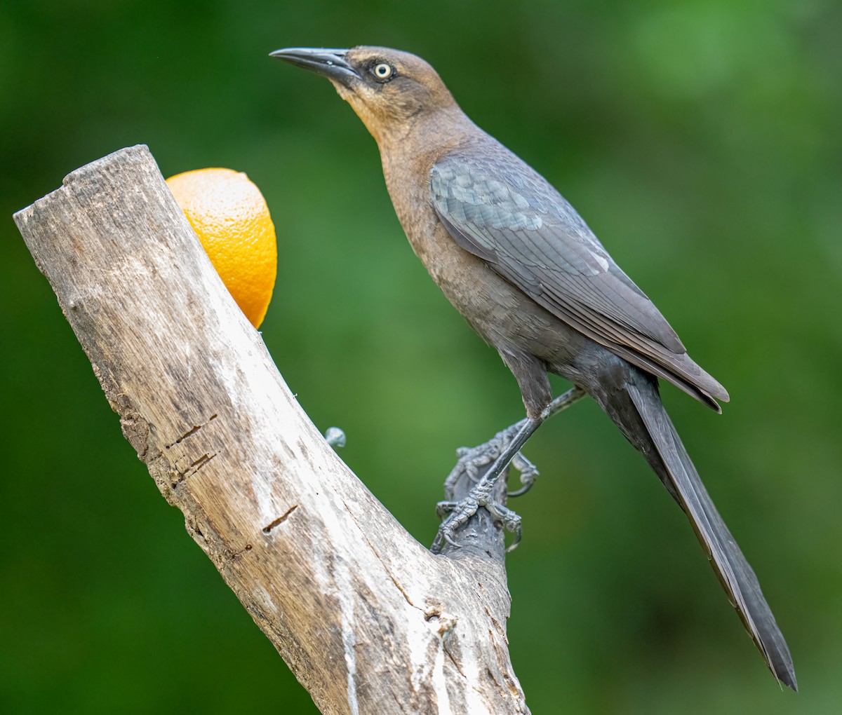 Great-tailed Grackle - ML637136442