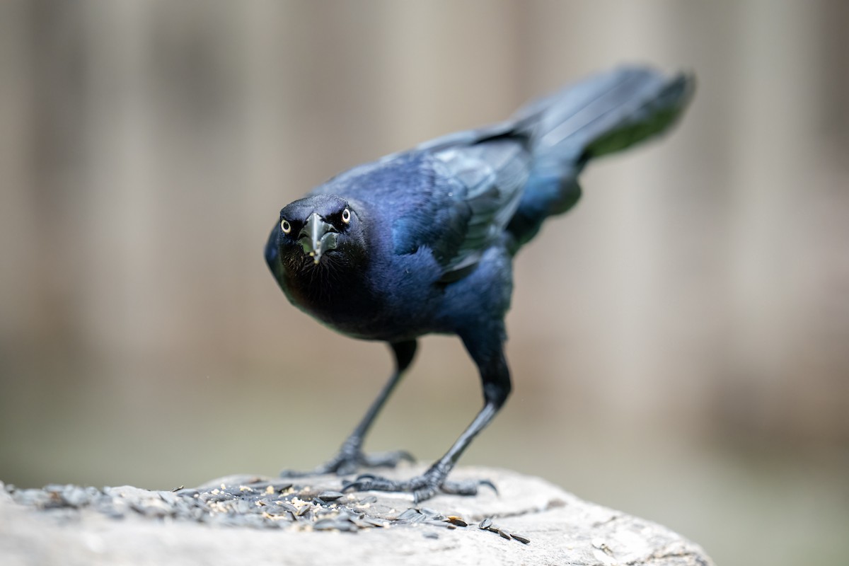 Great-tailed Grackle - ML637136443