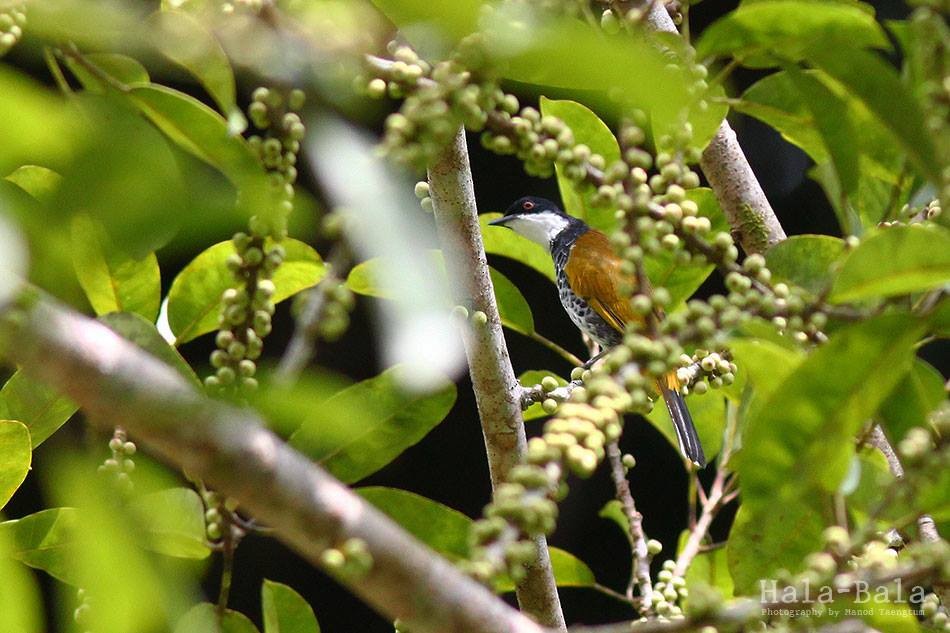 Scaly-breasted Bulbul - ML637136471