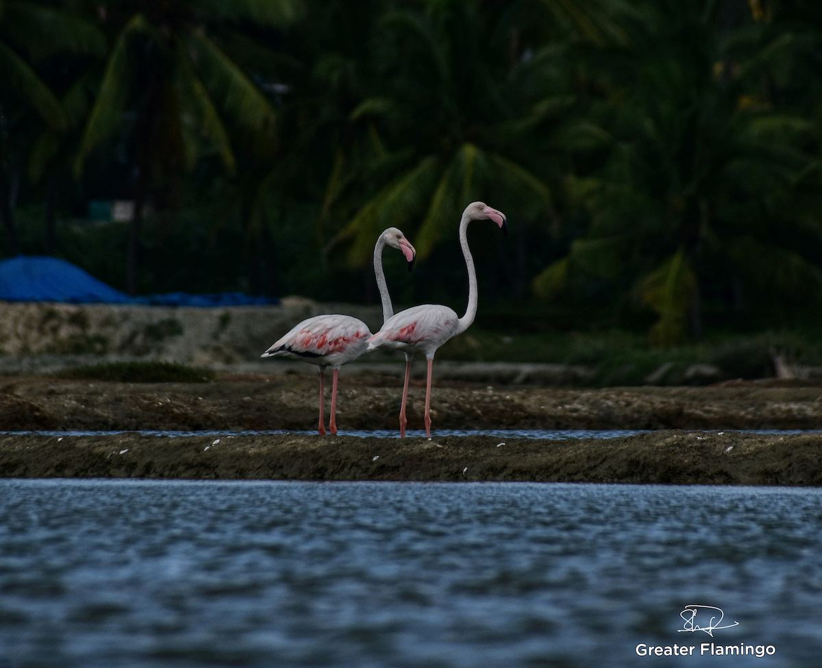 Ягаан нал - ML637136474