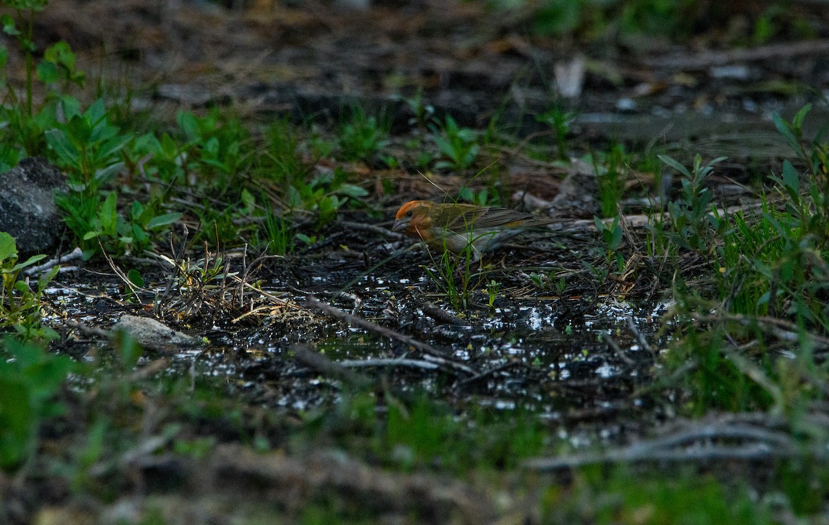 Purple Finch - ML637136487