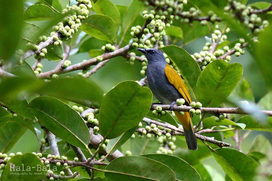 Gray-bellied Bulbul - ML637136494