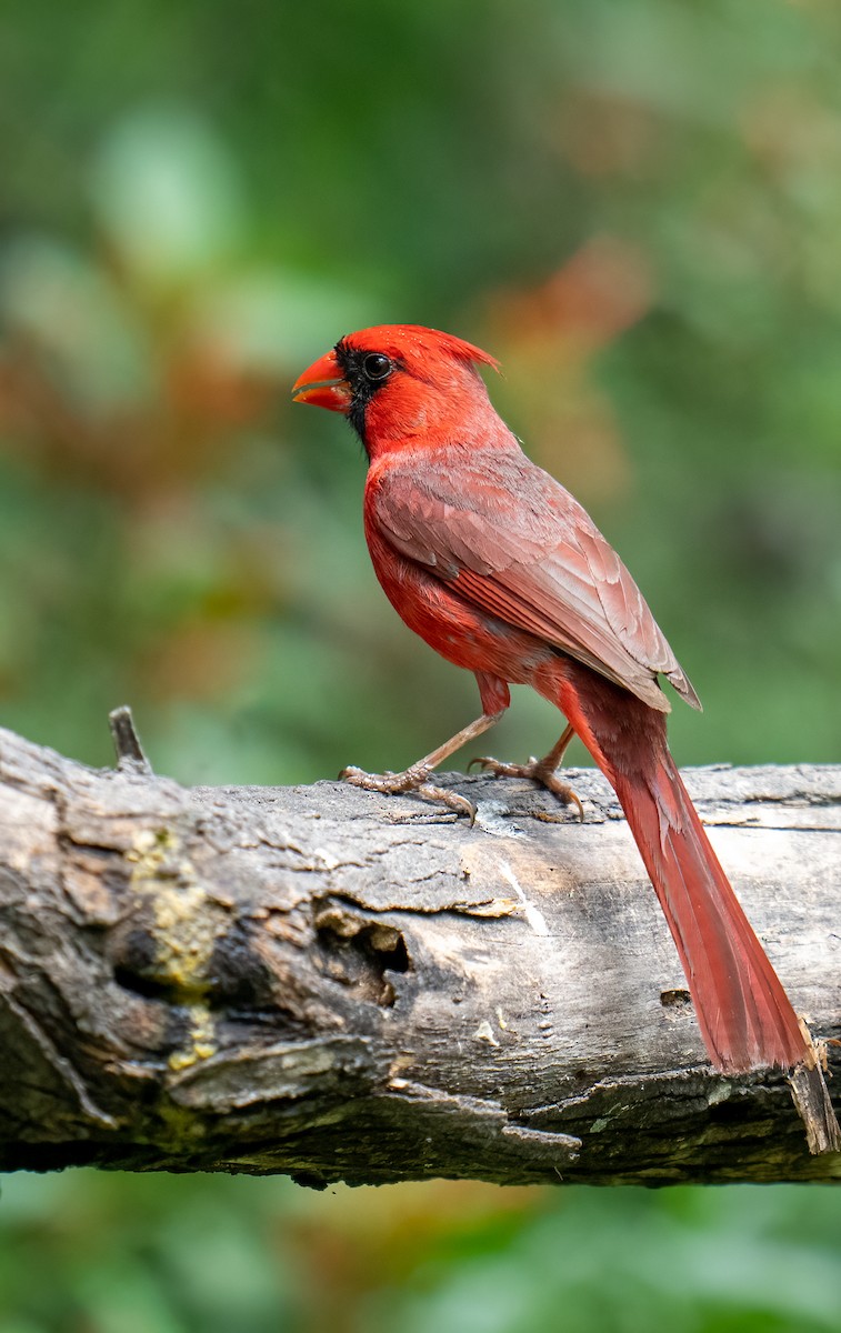 Northern Cardinal - ML637136499