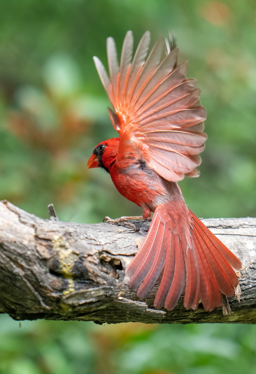 Northern Cardinal - ML637136500