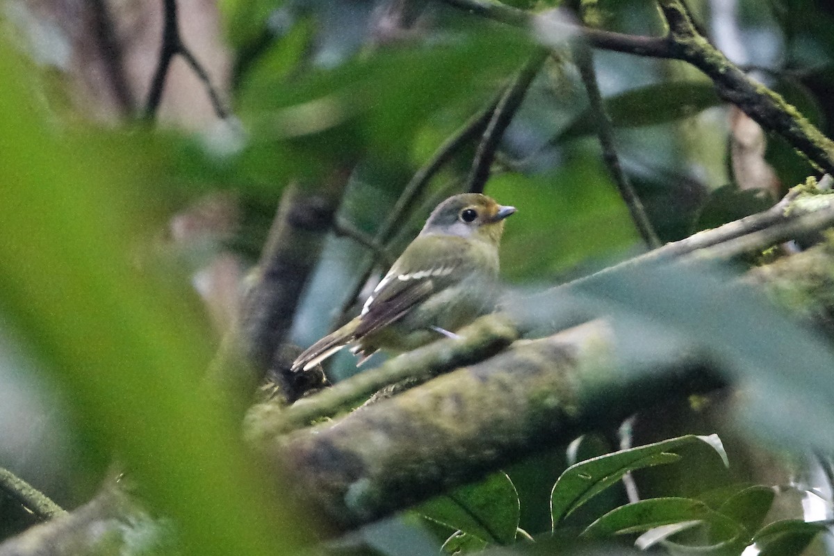 Wing-barred Piprites - ML637136518