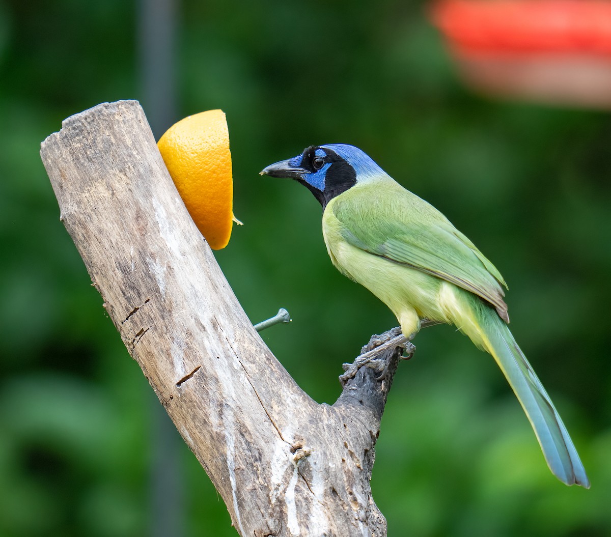 Green Jay - ML637136546