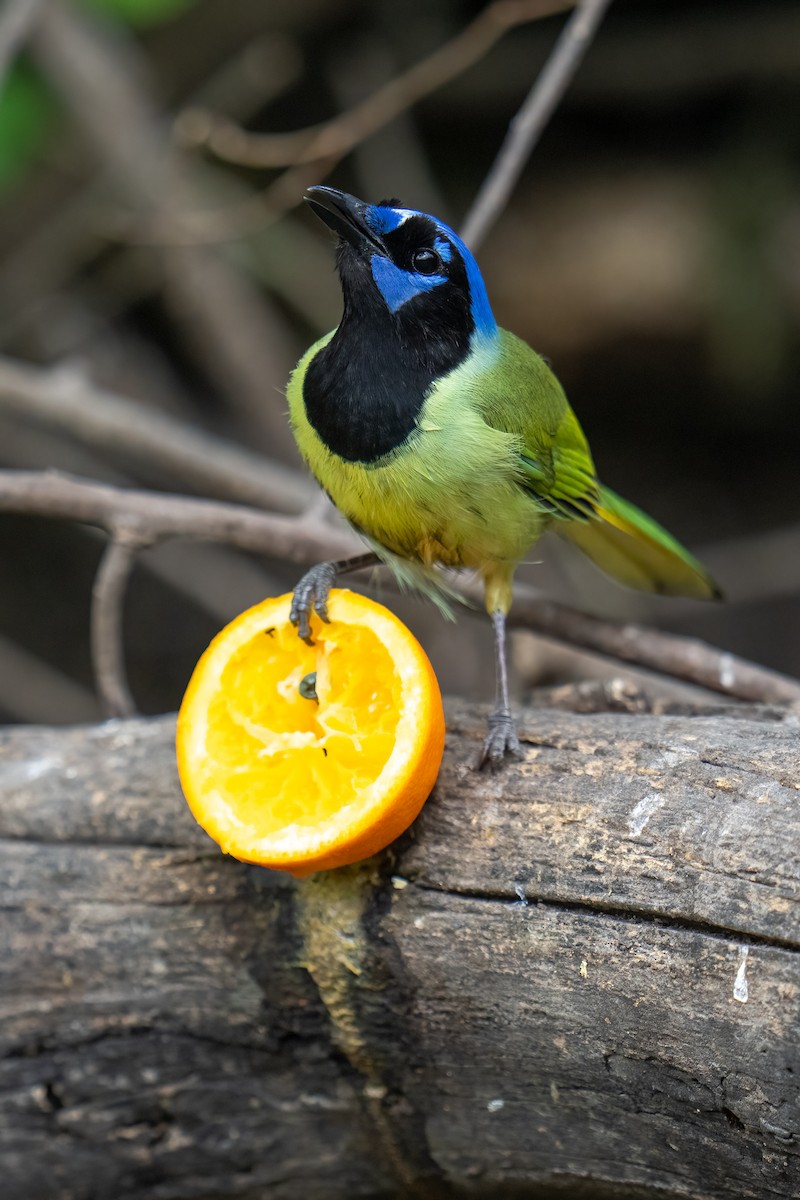 Green Jay - ML637136547