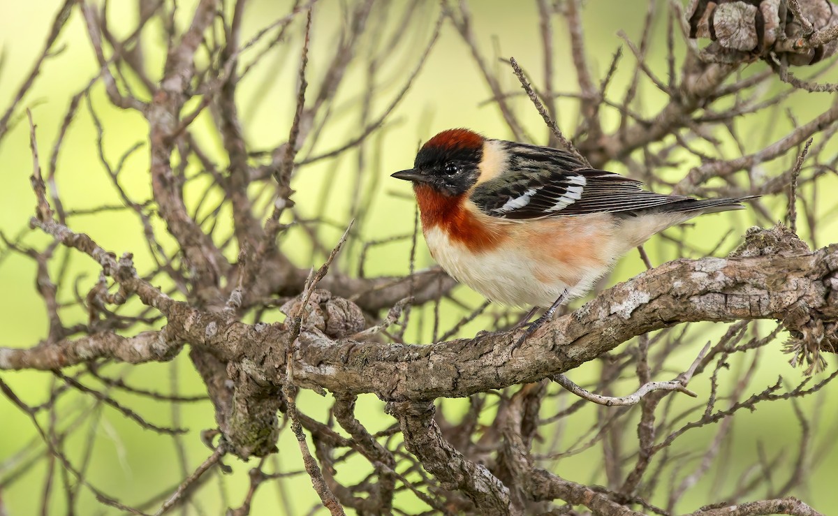 Bay-breasted Warbler - ML637136620