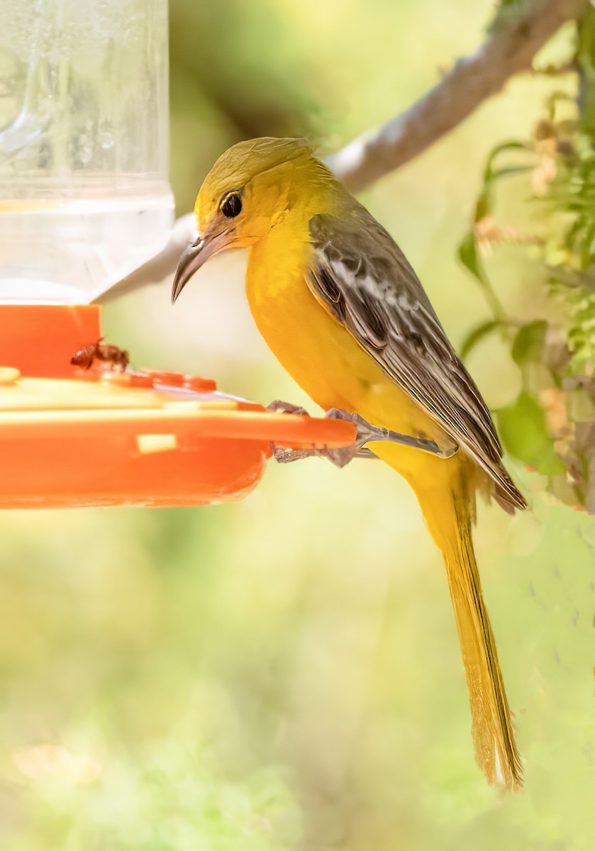 Hooded Oriole - ML637136683