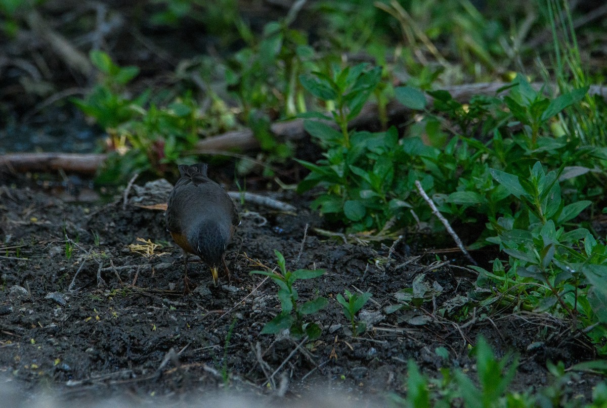 American Robin - ML637136686