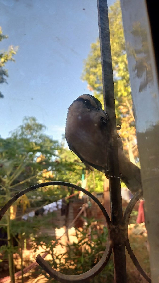 Rufous-backed Wren - ML637136763