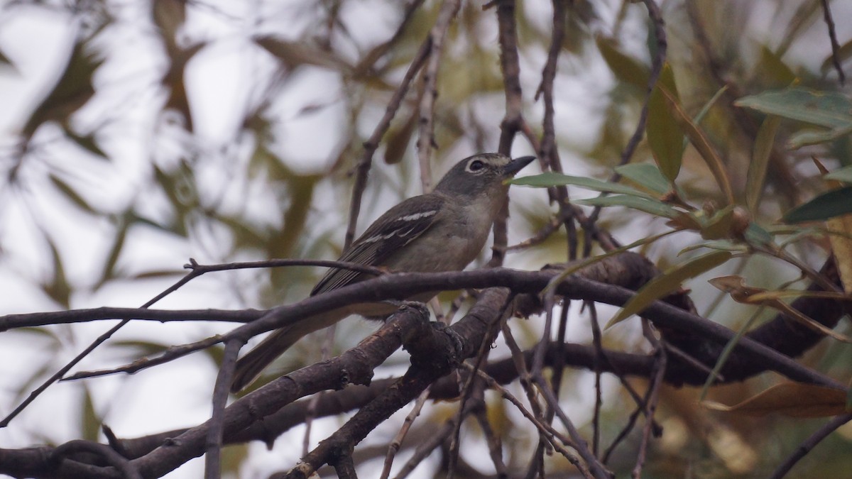 Plumbeous Vireo - ML637136766