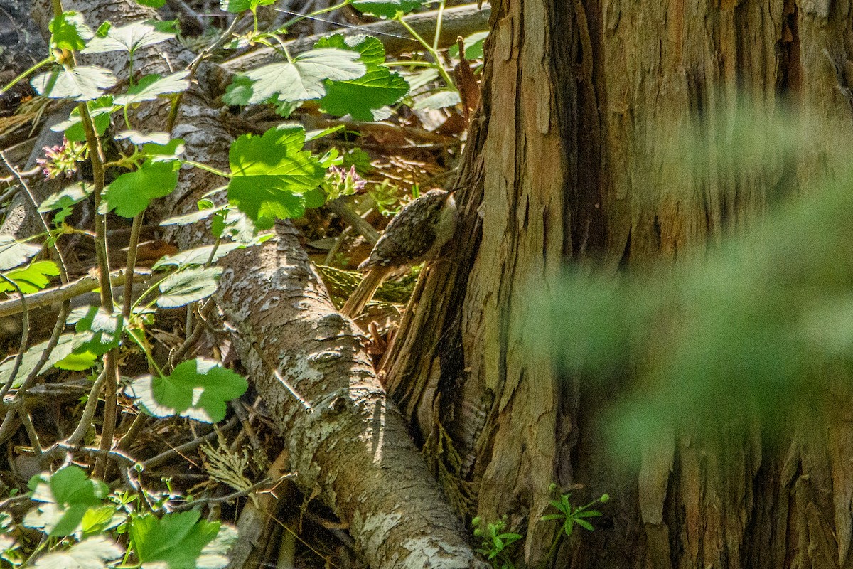 Brown Creeper - ML637136777
