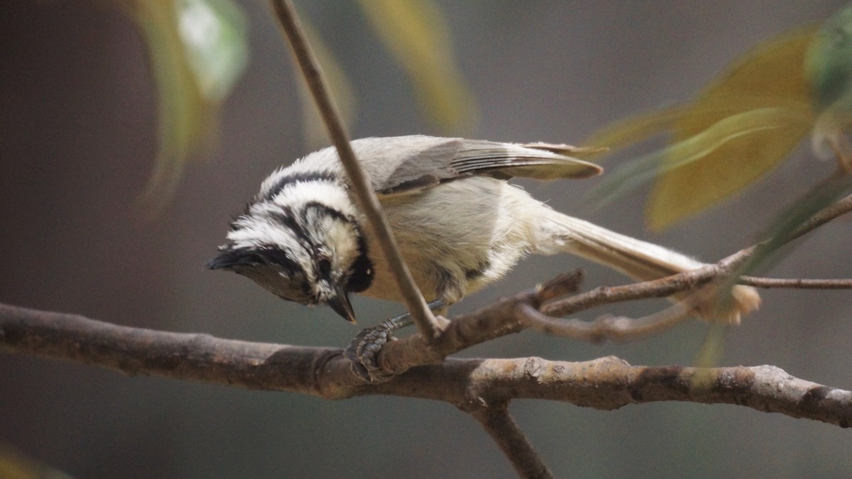 Bridled Titmouse - ML637136783