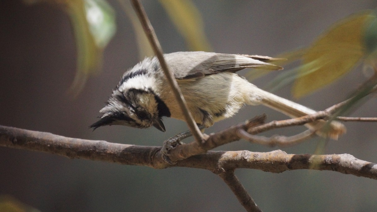 Bridled Titmouse - ML637136784