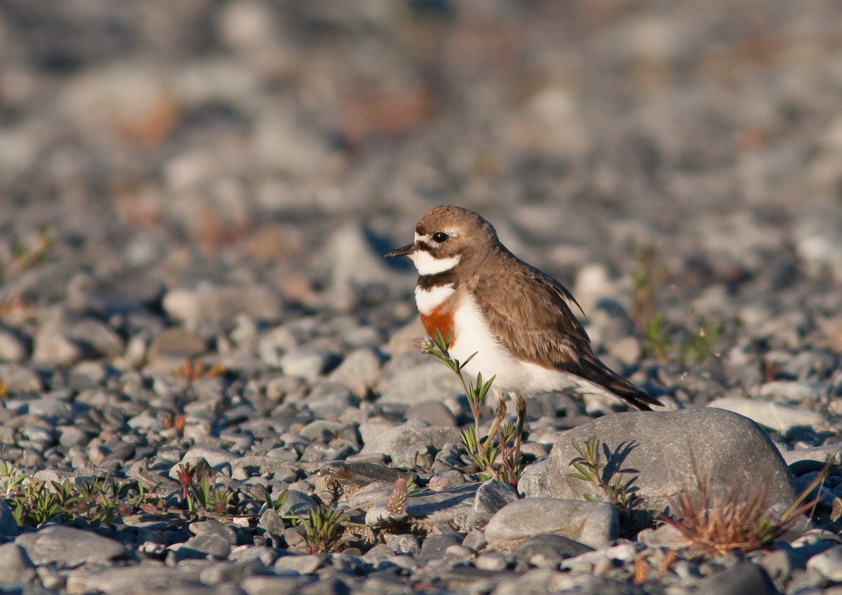 Double-banded Plover - ML637136790