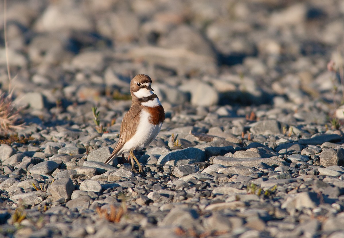 Double-banded Plover - ML637136791