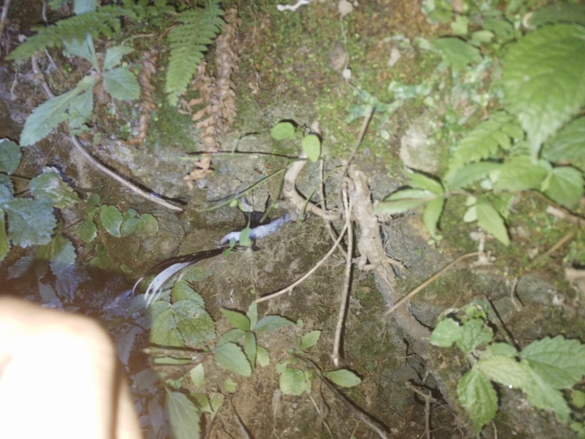 Spotted Forktail - ML637136793