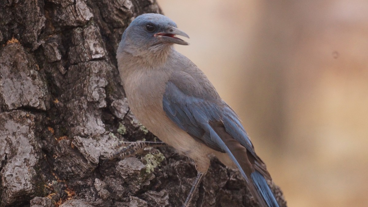 Mexican Jay - ML637136795