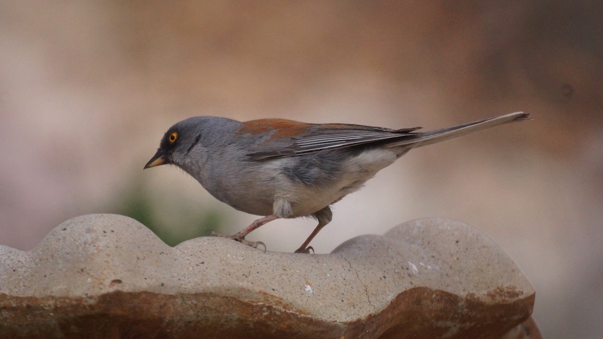 Yellow-eyed Junco - ML637136799