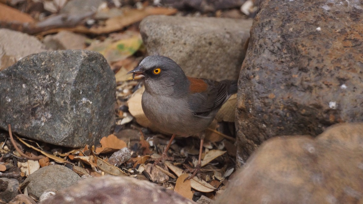 Yellow-eyed Junco - ML637136801