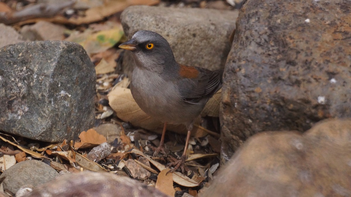Yellow-eyed Junco - ML637136802