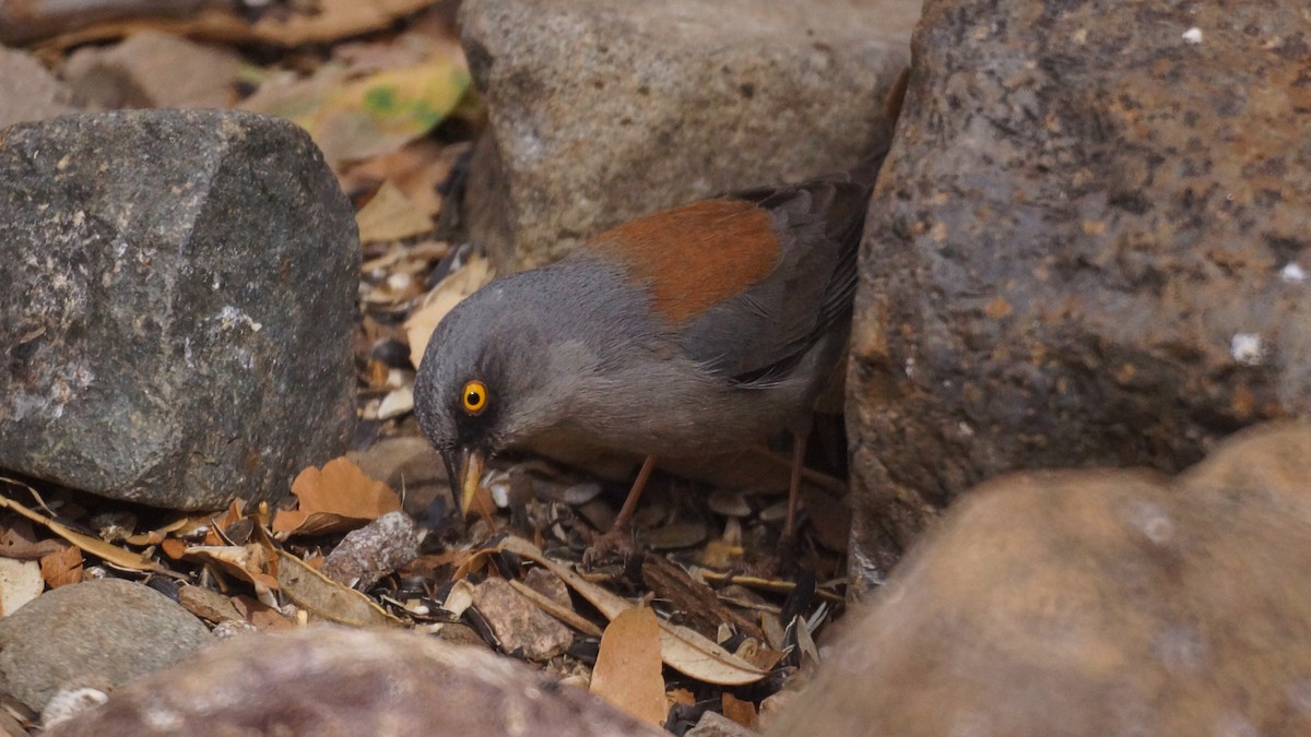 Yellow-eyed Junco - ML637136803
