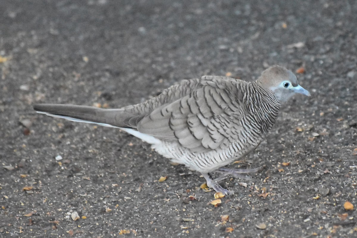 斑馬鳩 - ML637136804