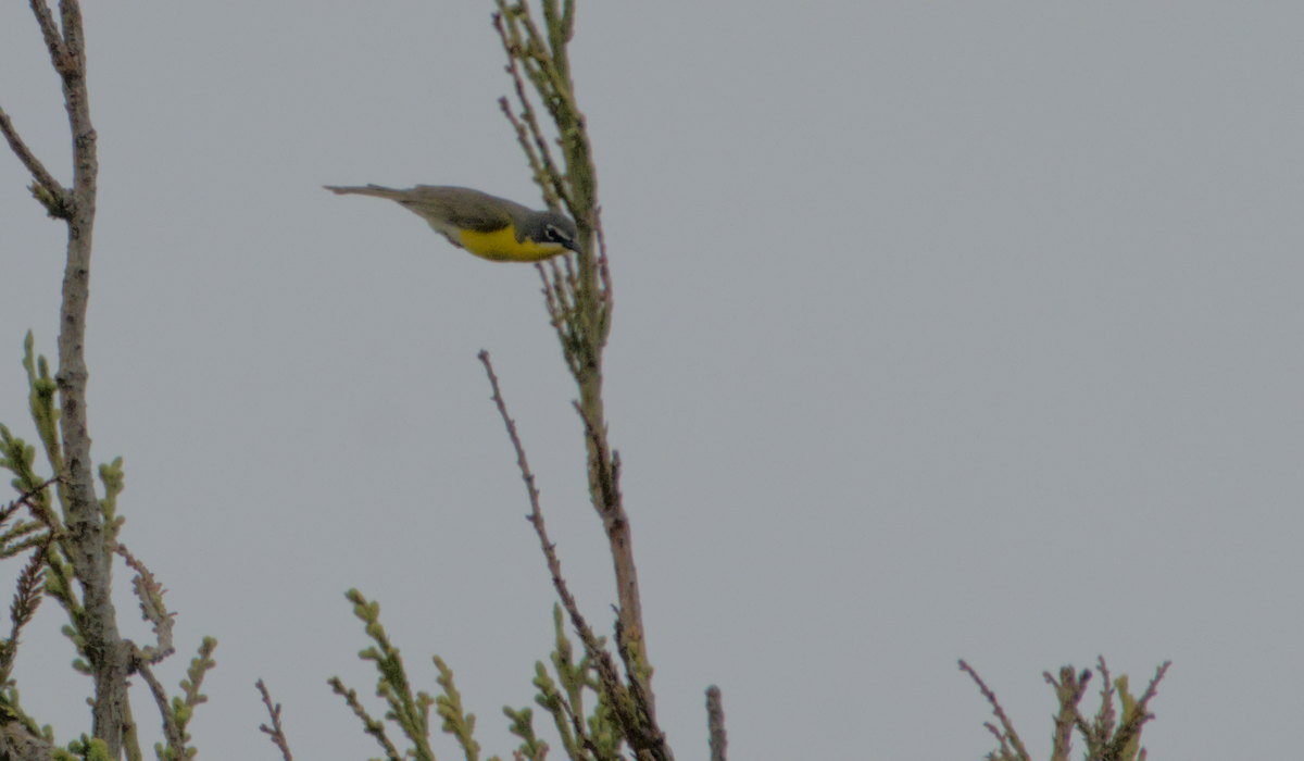 Yellow-breasted Chat - ML637136808