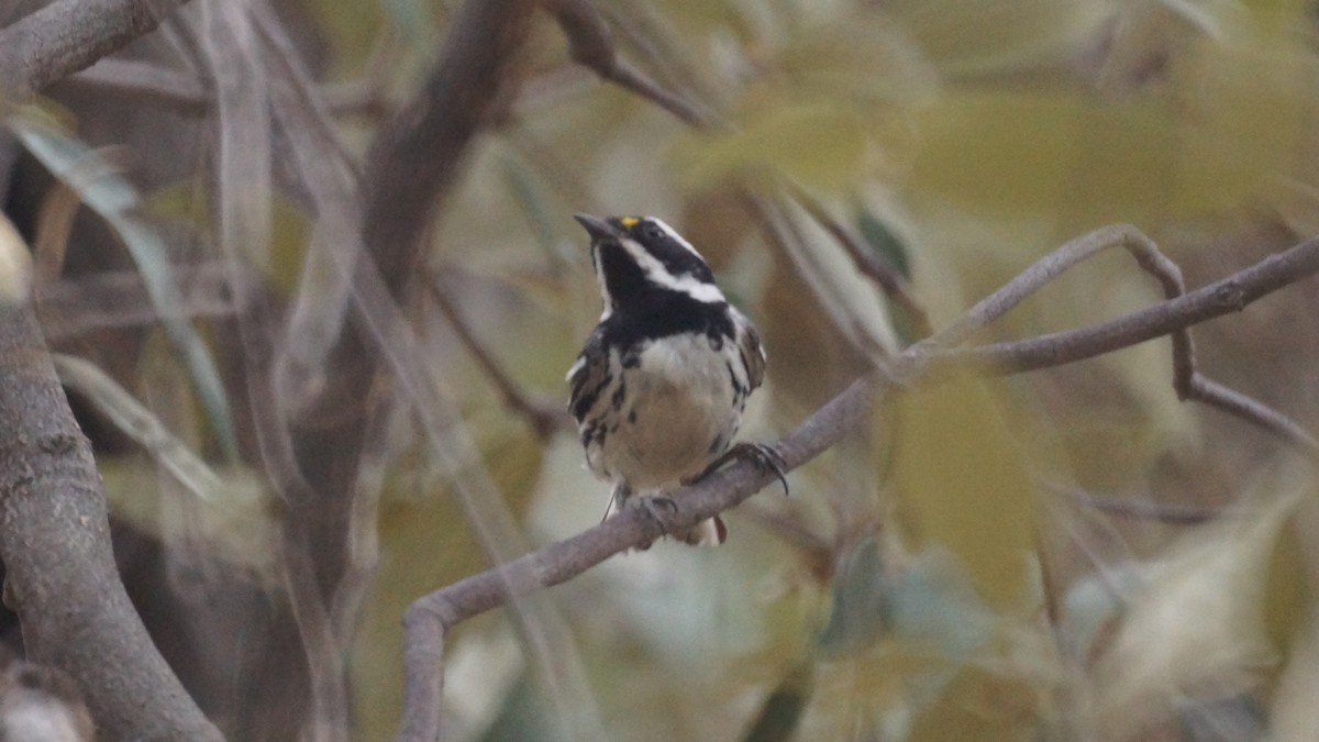 Black-throated Gray Warbler - ML637136809