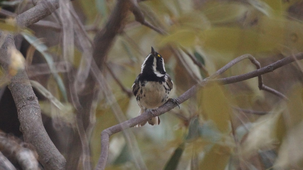 Black-throated Gray Warbler - ML637136810